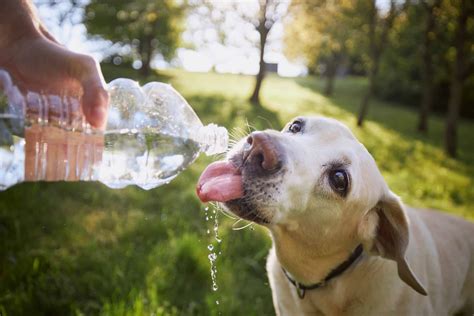How To Trick Your Dog Into Drinking Water During Hot Weather Acme Canine
