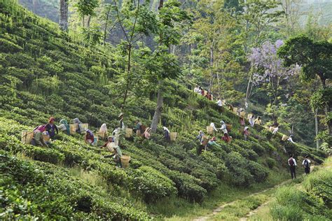 Top Places To Visit India Tea Plantations