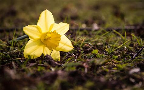 Daffodil Full Hd Wallpaper And Background Image 1920x1200 Id381513