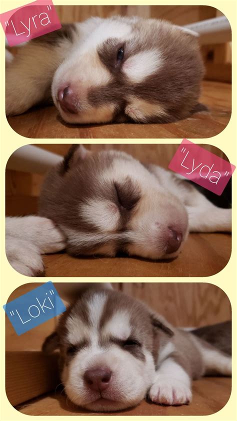 4,824 likes · 185 talking about this. AKC Registered Siberian Husky Pups for Sale at Thornbury ...