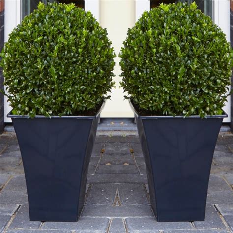 Pair Of Premium Quality Topiary Buxus Balls With Stylish Contemporary