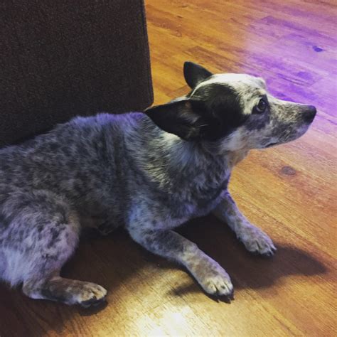 Pearl The Cattle Dogcorgi Mix That My Sister Rescued From The Shelter