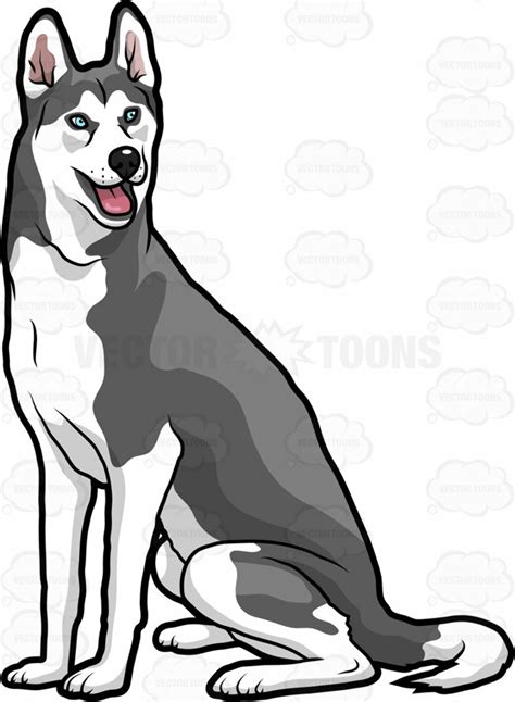 Download High Quality Husky Clipart Sitting Transparent Png Images