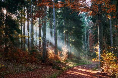 Desktop Wallpapers Rays Of Light Leaf Path Autumn Nature Forests