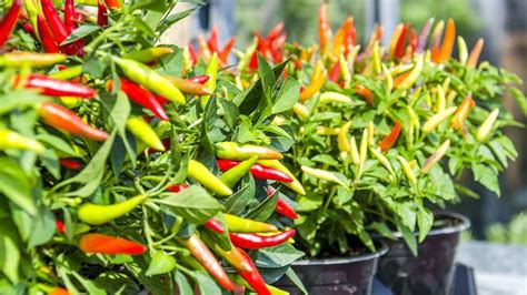 Itu dilakukan untuk menjaga dan merawat kesuburan dan pertumbuhan dari cabe rawit. Cara Menanam Cabe Rawit Di Polybag Agar Berbuah Lebat - KLIK AZZAM