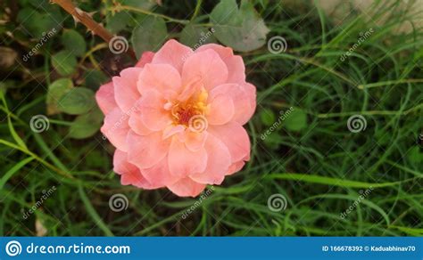 Pink Rose Flora In Garden Stock Photo Image Of Garden 166678392