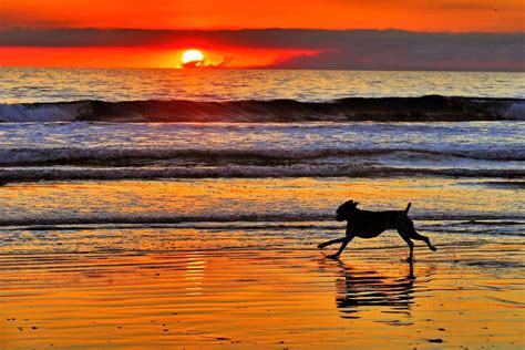 Dog Runs On The Beach At Sunset In Oceanside October 29 2012 Dog