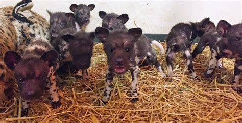 Cincinnati Zoos Painted Dog Keepers Pick Cheesy Names For Pups