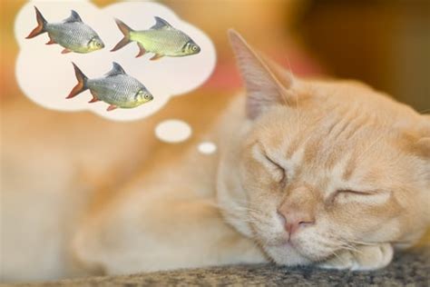 This lovely cat is a brother of moreno, dreaming while he contemplates the sky. Does your cat love fish?