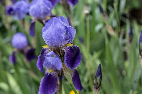Bearded Iris With Blue Flowers Iris Lilies Goddess Of The Rainbow Photo