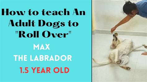 How To Teach Roll Over Trick To An Adult Dog 🐕 Dog Training At