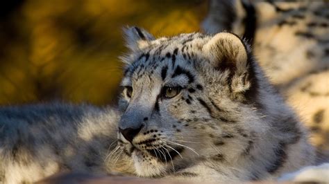 Big Cats Snow Leopard Kitten Baby Wallpapers Hd