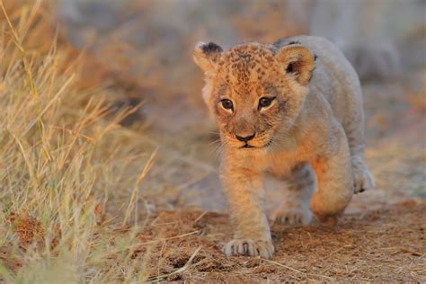 Lion Cub Walking Hd Animals 4k Wallpapers Images Backgrounds