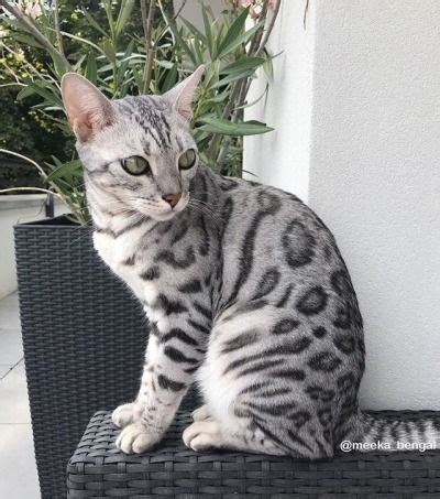 You can sort these bengal cat names by gender and you can you may also rate the cat names that you like dislike most. Bengal Cats | Tumblr | Bengal cat, White bengal cat, Cute cats