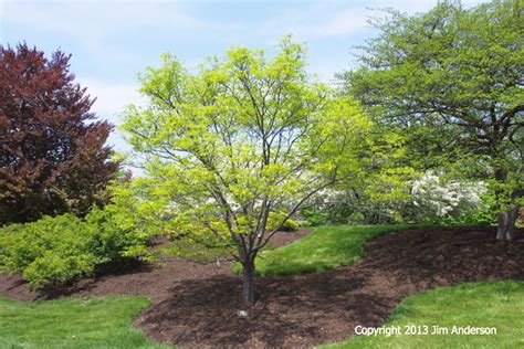 Smaller Shade Trees To Consider For Your Garden