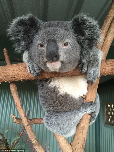 Sydney Koala Attempts Nude Pose To Recreate Sleeping Venus Masterpiece Daily Mail Online