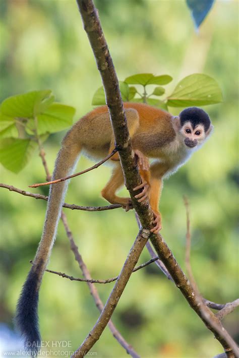 Black Crowned Central American Squirrel Monkey Saimiri Oerstedii