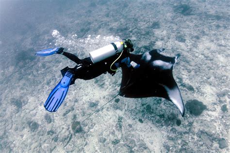 Underwater Manta Ray Ultrasound Press Release — Manta Trust