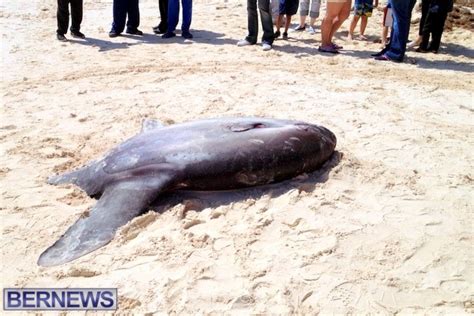 Photos And Video Giant Sunfish Washes Up Bernews