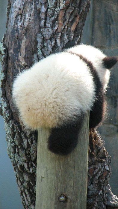 A Black And White Panda Bear Sitting On Top Of A Wooden Post Next To A Tree