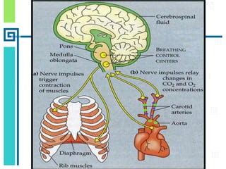 Cap Regulaci N De La Respiraci N Guyton Ppt