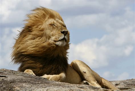 Us Regulators Move To List African Lions As A Threatened Species Redorbit