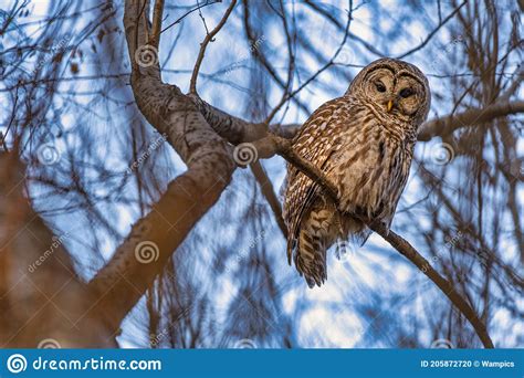 Barred Owl In The Trees During Winter In Oregon Stock Photo Image Of