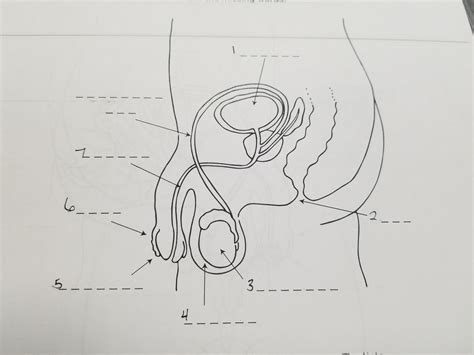 Health Sex Education Unit Male Reproductive System Quiz Diagram Quizlet