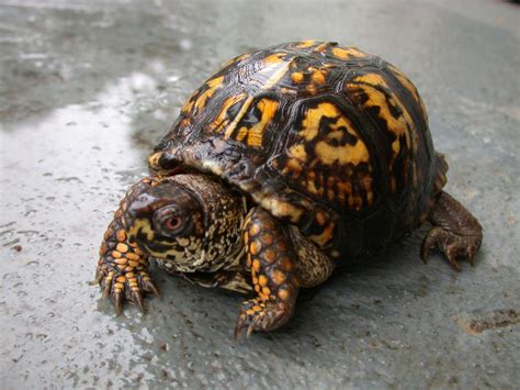 American Snapping Turtle All Turtles