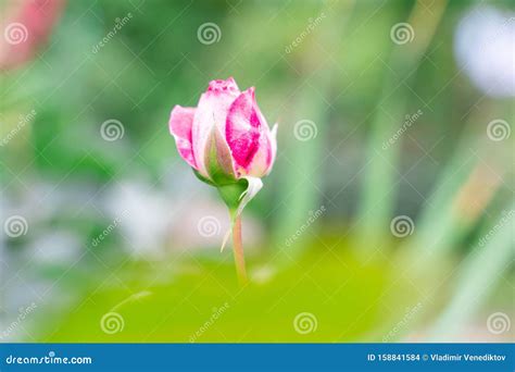 Red Rosebud On Natural Green Background With Copy Space For Text Stock