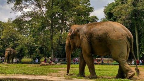 Kebun Binatang Yang Ada Di Indonesia Sorotan 24