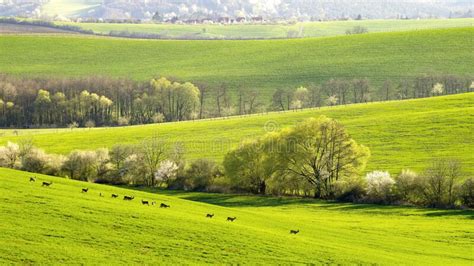 Tree Alleys Among Rolling Green Spring Fields Treen With New Green