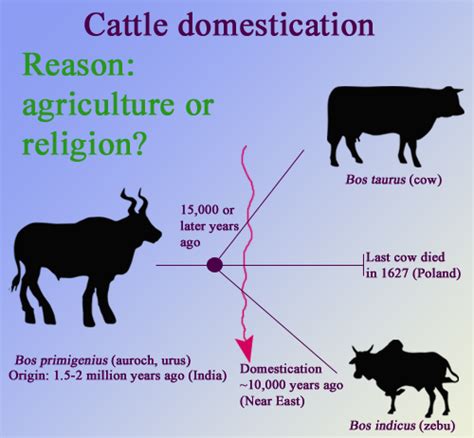 What is the origin of brahman cattle? Breed Spotlight: Brahman Cattle | Livestock Nerd