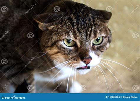 Face Of Angry Cat With Yellow Eyes House Cat With Lowered Ears Stock