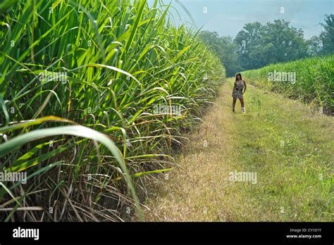 model released photograph of a colombian woman in her twenties in a sugar cane plantation stock