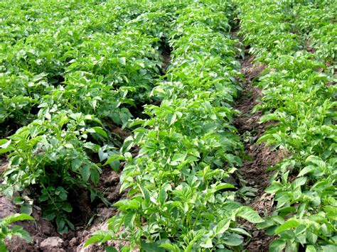 8 Tips For Potato Farming In Africa