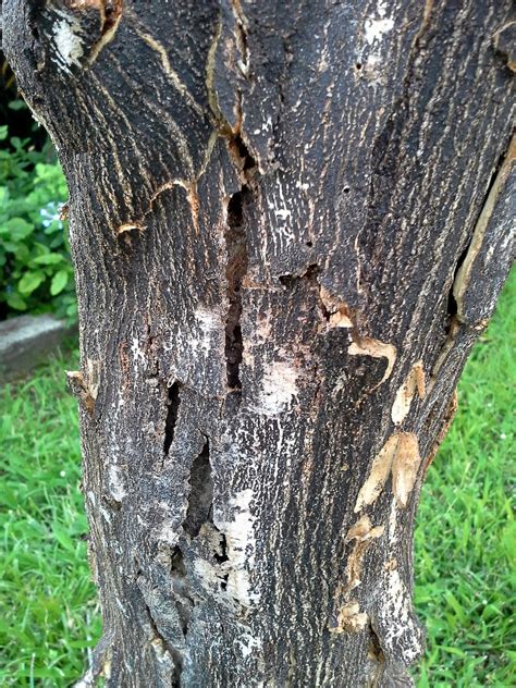 Citrus Phytophthora Management Controlling Feeder Root Rot Of Citrus Trees