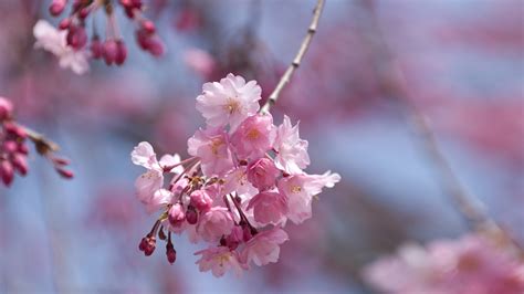 Wallpaper Gambar Bunga Sakura Terbaru