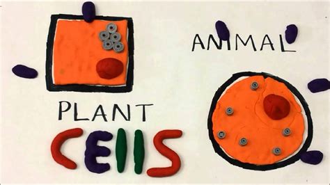 We did not find results for: Animal vs Plant Cells 7.12D - YouTube