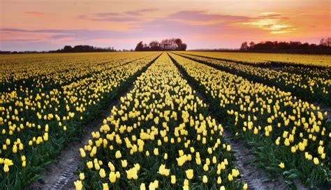 Tulip Fields At Sunset Netherlands