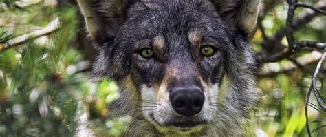 Download Wallpaper 2560x1080 Female Wolf Wolf Predator Wildlife Dual