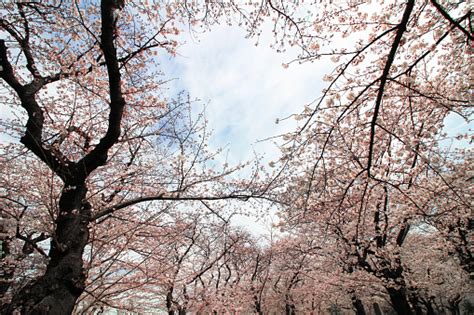 Paisaje Japonés Con Flores De Cerezo Foto De Stock Y Más Banco De