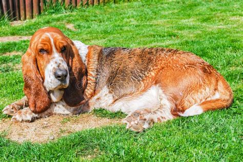 Dog Adorable Female Healty Basset Hound Tricolor With Brown Dark And