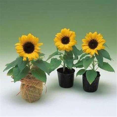 Bila anda tertarik silakan ambil , 🙂 garansi pengiriman. Jual bunga matahari mini sun flowerbukan anggrek mawar ...