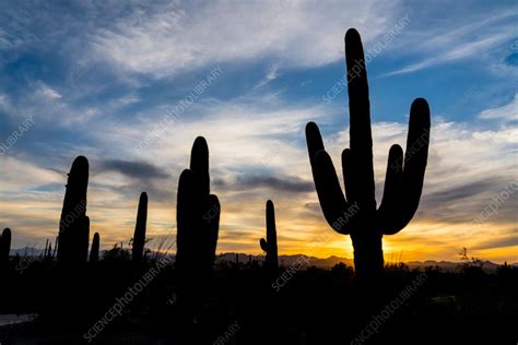 Silhouette Of Saguaro Cactus Stock Image C0552632 Science Photo