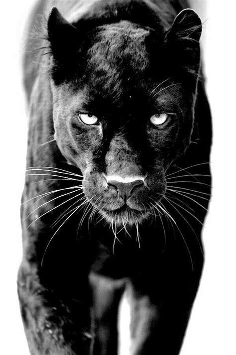 Pin On Izabella Wiza Iii Black Panther Tattoo Black Animals Animals