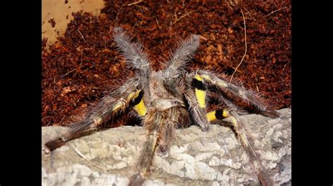 Easiest Way To Sex A Tarantula Sexual Dimorphism In Tarantulas