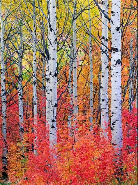 Gorgeous Autumn Colors Amongst The Trees Tree Painting Landscape