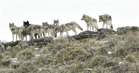 Nature Up Close A Wolf Pack Love Story Cbs News