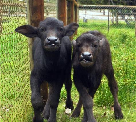 Various names for water are commonly used within the scientific community. Water Buffalo » Caversham Wildlife Park